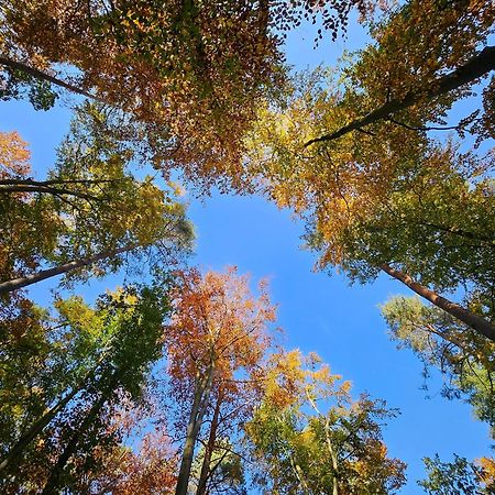 Fewo Am Wald Boek Екстериор снимка